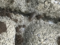 Armadillidium vulgare