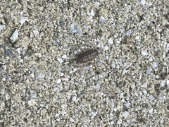 Armadillidium vulgare