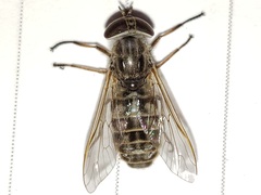 Hamatabanus floridensis