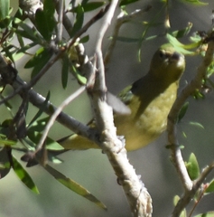 Passerina ciris image