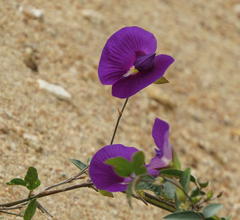 Centrosema brasilianum