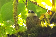 Pseudocolaptes boissonneautii