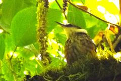 Pseudocolaptes boissonneautii