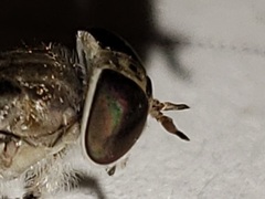 Hamatabanus floridensis