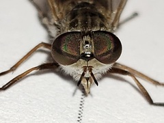 Hamatabanus floridensis