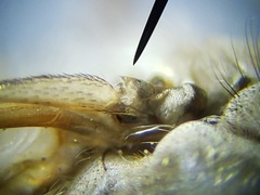 Hamatabanus floridensis