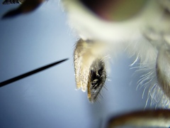 Hamatabanus floridensis