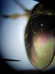 Hamatabanus floridensis