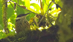 Pseudocolaptes boissonneautii