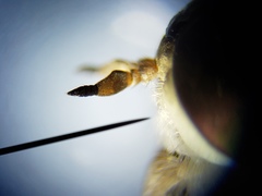 Hamatabanus floridensis