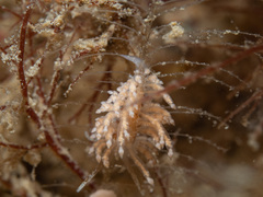 Eubranchus vittatus