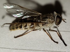 Hamatabanus floridensis