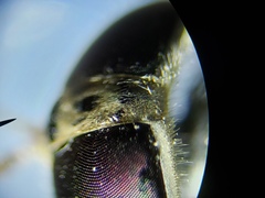 Hamatabanus floridensis