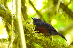 Ochthoeca cinnamomeiventris