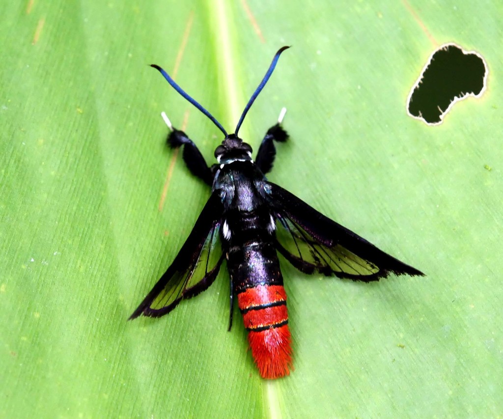 Clearwing Moths