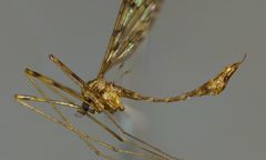 Austrolimnophila lambi