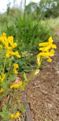 Corydalis crystallina