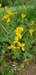 Corydalis crystallina