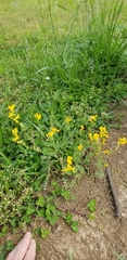 Corydalis crystallina
