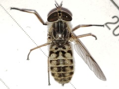 Hamatabanus floridensis