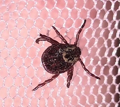 Dermacentor reticulatus