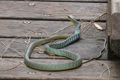 Common Tree Snake photo 2