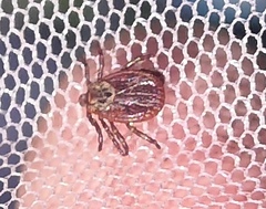 Dermacentor reticulatus