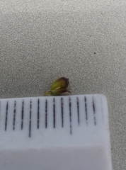 Juncus microcephalus