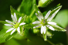 Stellaria ruderalis
