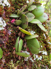 Acianthera cryptantha