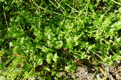Stellaria ruderalis