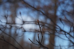 Rhododendron viscosum