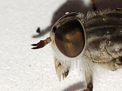 Hamatabanus floridensis