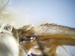 Hamatabanus floridensis