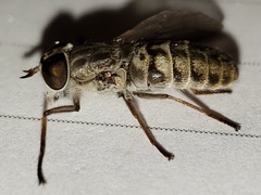 Hamatabanus floridensis