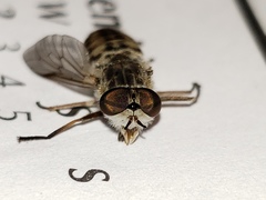 Hamatabanus floridensis