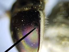 Hamatabanus floridensis