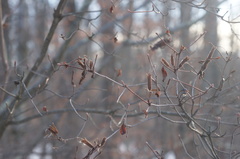 Rhododendron viscosum