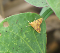 Pyrausta phoenicealis