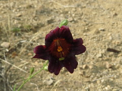 Salpiglossis sinuata