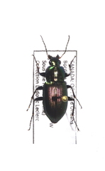 Poecilus chalcites