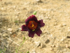 Salpiglossis sinuata
