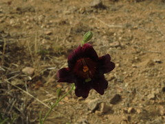Salpiglossis sinuata