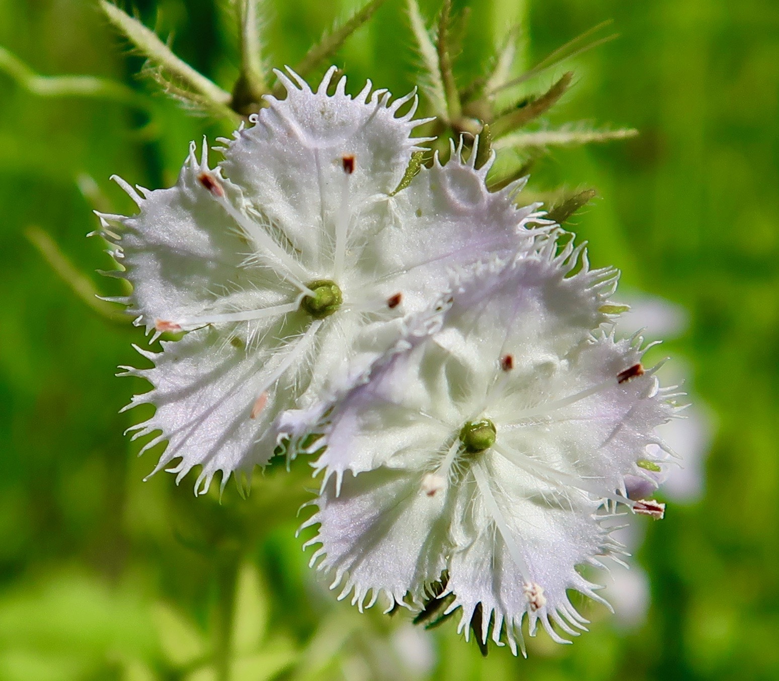 Phacelia purshii