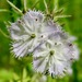 Phacelia purshii - Photo (c) Jon Collins, algunos derechos reservados (CC BY-NC), subido por Jon Collins