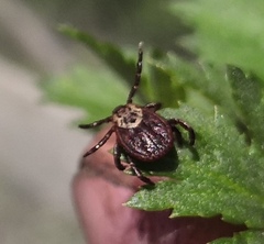 Dermacentor reticulatus