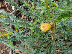 Banksia dallanneyi