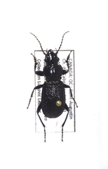 Pterostichus punctatissimus