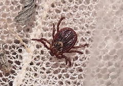 Dermacentor reticulatus