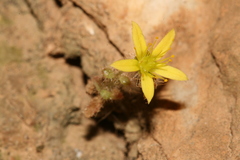Image of Sedum pubescens